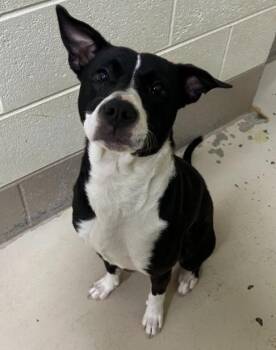 Pit Bull Terrier Dogs Available for Adoption in Johnson City, Tennessee - Cuddles | PetCurious