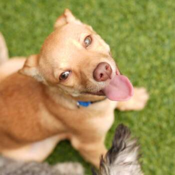 Mario -  Chihuahua and Mixed Breed Dog for Adoption in San Francisco, California - Mario | PetCurious