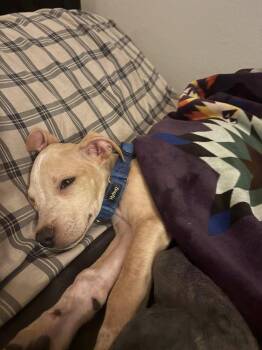 Rescue Mixed Breed Dogs for Adoption in Alma, Michigan - Francis (Felicitie