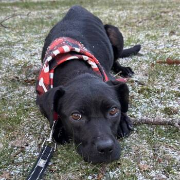 Black Labrador Retriever and Mixed Breed Dogs Available for Adoption - Josie | PetCurious