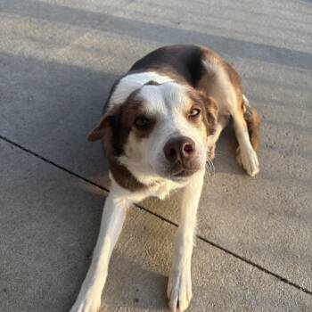 Border Collie Dogs Available for Adoption - Caramel | PetCurious