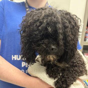 Tina -  Miniature Poodle and Maltese Dog for Adoption - Tina | PetCurious