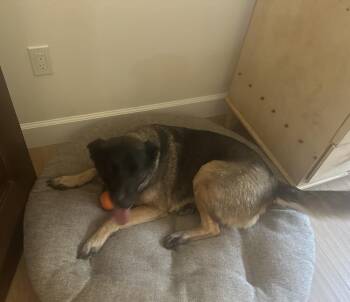 Rita/Maggie May -  German Shepherd Dog and Husky Dog for Adoption in Incline Village, Nevada - Rita/Maggie May | PetCurious