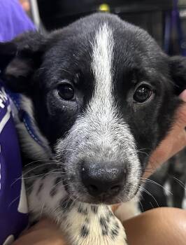 Otter Blue Collar -  Australian Shepherd Dog for Adoption in Dayton, Minnesota - Otter Blue Collar | PetCurious