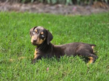 Spark -  Doberman Pinscher Dog for Adoption in Dacula, Georgia - Spark | PetCurious