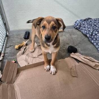 Sage -  Mixed Breed Dog for Adoption in Fort Bragg, California - Sage | PetCurious