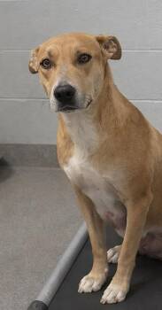 Sadie -  Mixed Breed Dog for Adoption in Beatrice, Nebraska - Sadie | PetCurious