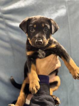 Cyrano -  Mixed Breed Dog Available for Adoption in Elmsford, New York - Cyrano | PetCurious