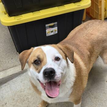 RUBY -  Rough Collie and Labrador Retriever Dog for Adoption - RUBY | PetCurious