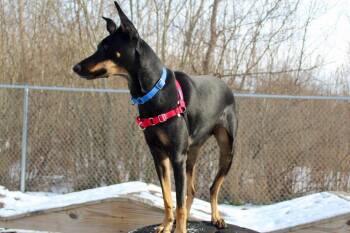 Doberman Pinscher and Mixed Breed Dogs Available for Adoption in Fall River, Massachusetts - Ruby | PetCurious