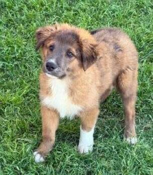 Corvair -  Australian Shepherd Dog for Adoption in Thompson Falls, Montana - Corvair | PetCurious
