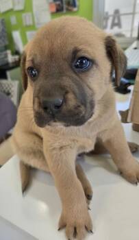Winston -  Shepherd Dog for Adoption in Cleveland, Tennessee - Winston | PetCurious