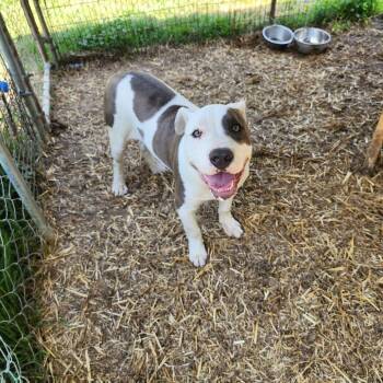 Mixed Breed Dogs Available for Adoption in Boaz, Alabama - Ronny | PetCurious