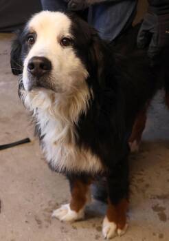 Bernese Mountain Dog Dogs Available for Adoption - Gus | PetCurious