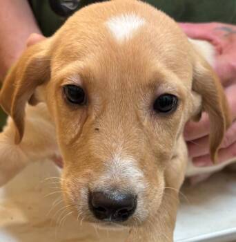 Feist Dogs Available for Adoption in Elizabethton, Tennessee - RAMBO | PetCurious