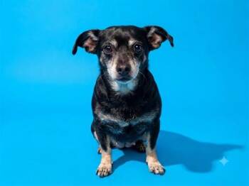 PERSSIMON -  Mixed Breed Dog for Adoption in Jacksonville, Florida - PERSSIMON | PetCurious