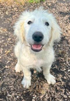 Krissy -  Great Pyrenees and Shepherd Dog for Adoption in Pacific, Missouri - Krissy | PetCurious