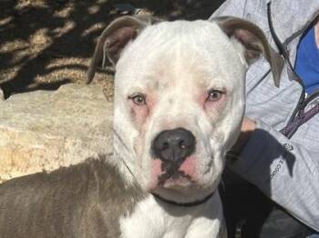 Mixed Breed Dogs Available for Adoption - Zeus | PetCurious