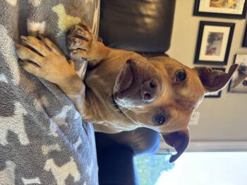 Rescue American Bully and Pit Bull Terrier Dogs for Adoption in Providence, Rhode Island - Rocco | PetCurious