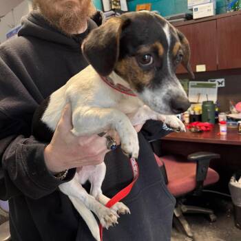 Penny -  Chihuahua and Dachshund Dog Available for Adoption in Shinnston, West Virginia - Penny | PetCurious