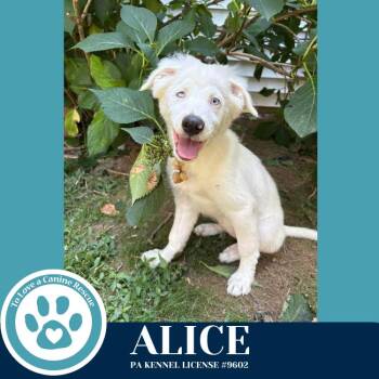 Australian Shepherd Dogs Available for Adoption - Alice 080925 | PetCurious