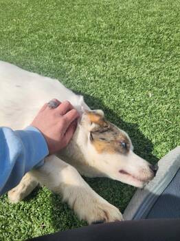 Australian Shepherd Dogs Available for Adoption - Thelma | PetCurious