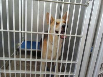 Rescue German Shepherd Dog and Mixed Breed Dogs for Adoption in Fort Worth, Texas - 59310894 | PetCurious