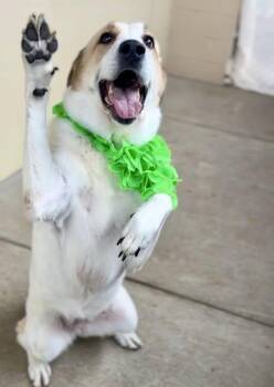 Josie -  Shepherd Dog for Adoption in Mckinney, Texas - Josie | PetCurious