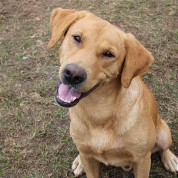 Rescue Retriever Dogs for Adoption in Oswego, Illinois - Foster CASH! | PetCurious