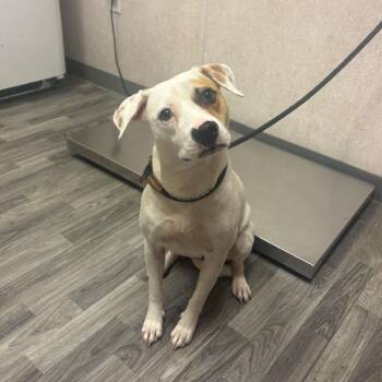 Amy -  Terrier and Mixed Breed Dog for Adoption in Carencro, Louisiana - Amy | PetCurious