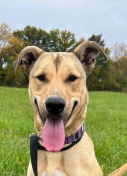 Rescue German Shepherd Dog and Husky Dogs for Adoption in Bolivar, Missouri - Finn | PetCurious