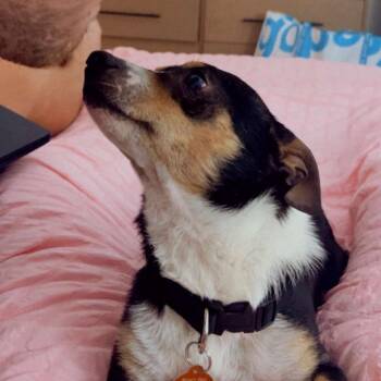 Terrier Dogs Available for Adoption - Edmund | PetCurious