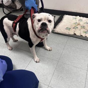 English Bulldog and Terrier Dogs Available for Adoption in Philadelphia, Pennsylvania - Stormi | PetCurious