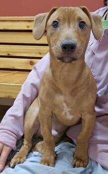 Rescue Chihuahua and Miniature Pinscher Dogs for Adoption in Woodstock, Illinois - Bear | PetCurious