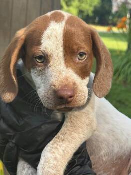 Muffin -  Beagle and German Shorthaired Pointer Dog for Adoption in Effingham, Illinois - Muffin | PetCurious