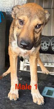 Rescue German Shepherd Dog and Labrador Retriever Dogs for Adoption in Crossville, Tennessee - Hughes | PetCurious