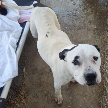 Mixed Breed Dogs Available for Adoption - TNGC-Stray-1107 | PetCurious