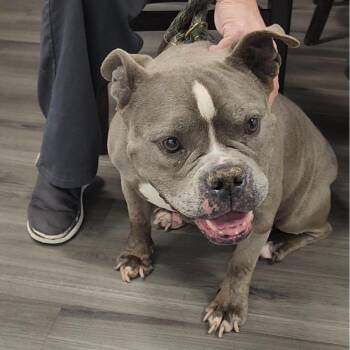 YORK-Stray-15874 -  American Bulldog Dog for Adoption in York, Pennsylvania - YORK-Stray-15874 | PetCurious