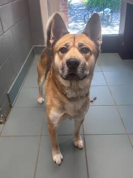 Excalibur -  Mixed Breed Dog for Adoption in Nashville, Tennessee - Excalibur | PetCurious