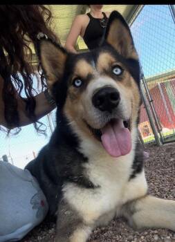 German Shepherd Dog and Husky Dogs Available for Adoption in Washington Court House, Ohio - Reese | PetCurious