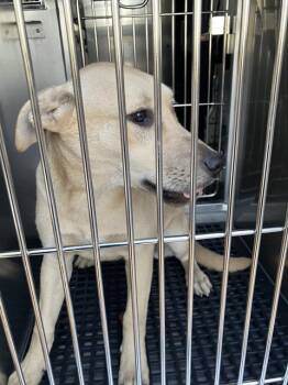 Rescue Mixed Breed Dogs for Adoption in Dallas, Texas - PEBBLES | PetCurious