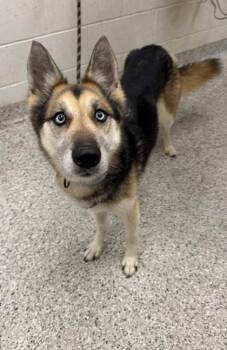 Ivy -  German Shepherd Dog and Mixed Breed Dog for Adoption in Kansas City, Missouri - Ivy | PetCurious