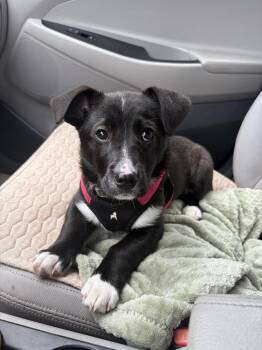 Golden Retriever Dogs Available for Adoption - Socks | PetCurious