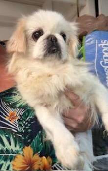 Daisy -  Pekingese Dog for Adoption in Tifton, Georgia - Daisy | PetCurious