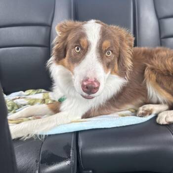 Chip -  Border Collie Dog for Adoption in Rockville, Maryland - Chip | PetCurious