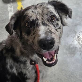Australian Shepherd Dogs Available for Adoption in Billings, Montana - Arlo | PetCurious