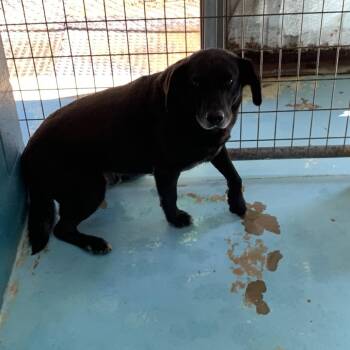 Black Labrador Retriever Dogs Available for Adoption in Hearne, Texas - Jet | PetCurious