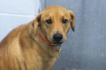 Rescue Mountain Cur Dogs for Adoption in Mountain Home, Arkansas - Mister | PetCurious