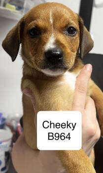 Shih Tzu and Terrier Dogs Available for Adoption in Morganton, North Carolina - Cheeky | PetCurious