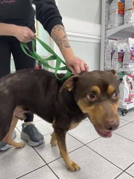 Cappuccino -  Pit Bull Terrier Dog for Adoption in Mobile, Alabama - Cappuccino | PetCurious